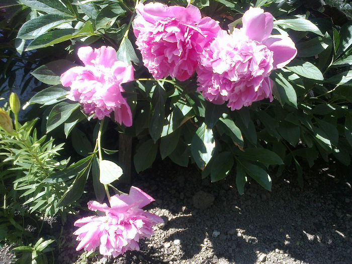 250520133197 - florile mele