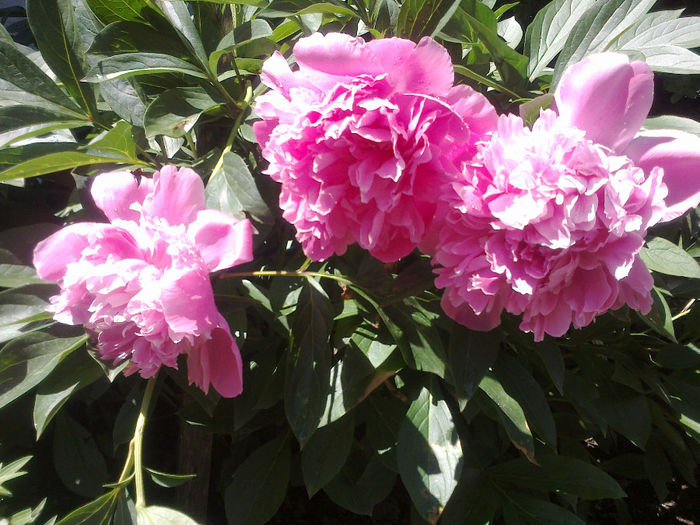 250520133198 - florile mele
