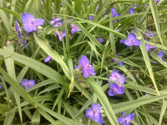 260520133200 - florile mele
