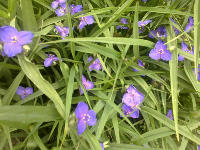 260520133201 - florile mele