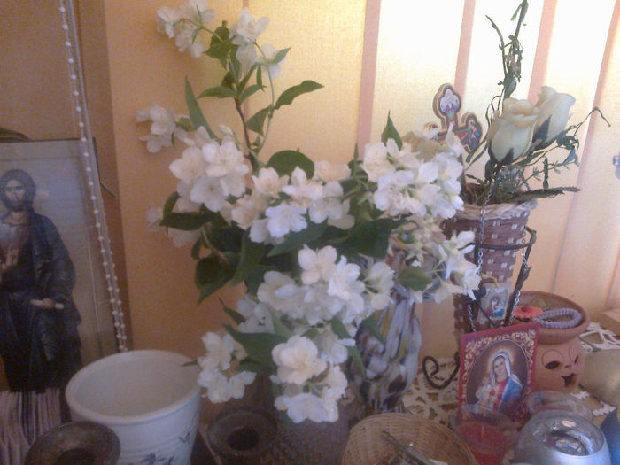 280520133207 - florile mele