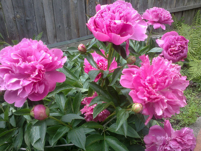 290520133223 - florile mele