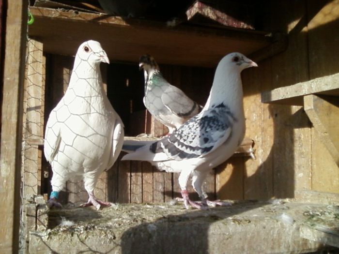 Torent(M 2008) cu Elena(F 2013) Nu sunt pereche.; Torent este pereche cu Calipso
