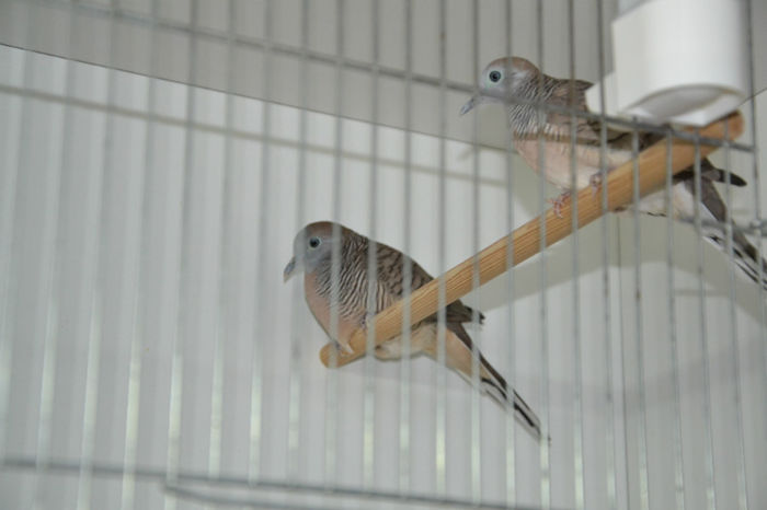 PERECHEA NR.1-24.12.2013