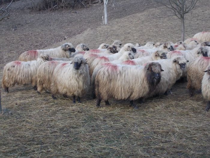 DSCN3412 - oile decembrie 2013