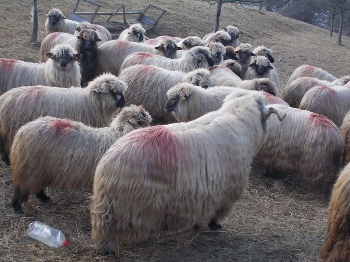 DSCN3413 - oile decembrie 2013