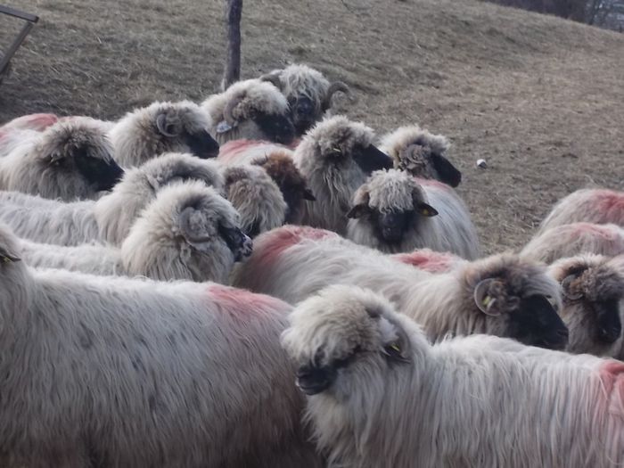 DSCN3414 - oile decembrie 2013