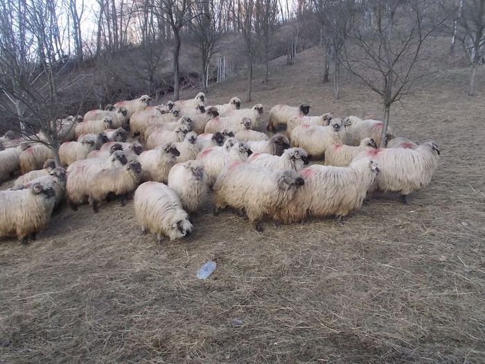 DSCN3415 - oile decembrie 2013