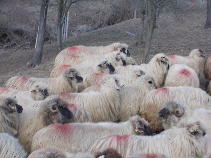 DSCN3425 - oile decembrie 2013