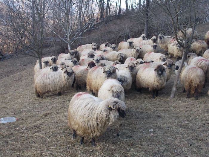 DSCN3429 - oile decembrie 2013