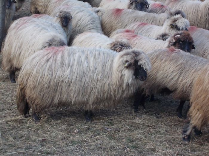 DSCN3430 - oile decembrie 2013