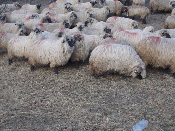 DSCN3431 - oile decembrie 2013