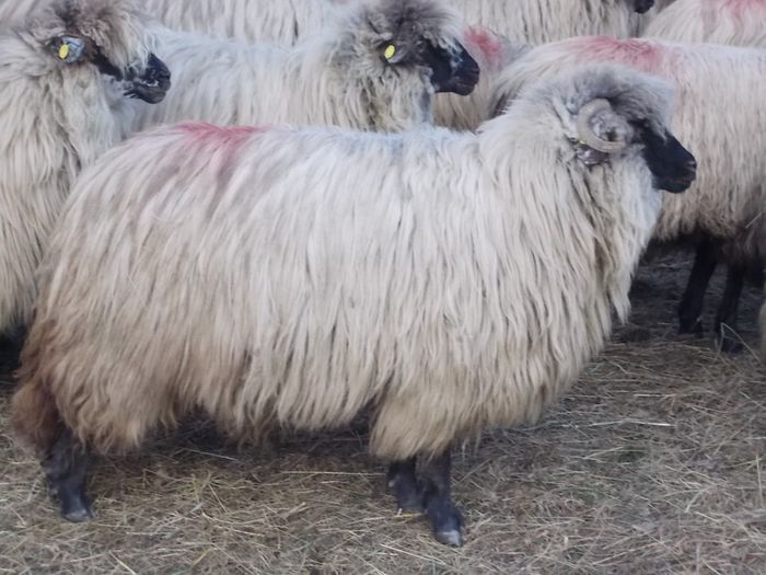 DSCN3432 - oile decembrie 2013