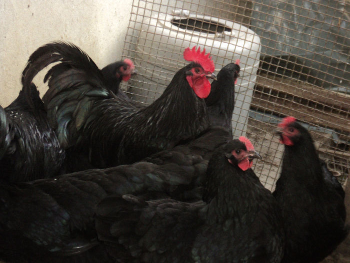 DSC02182 - AUSTRALORP NEGRU 2015