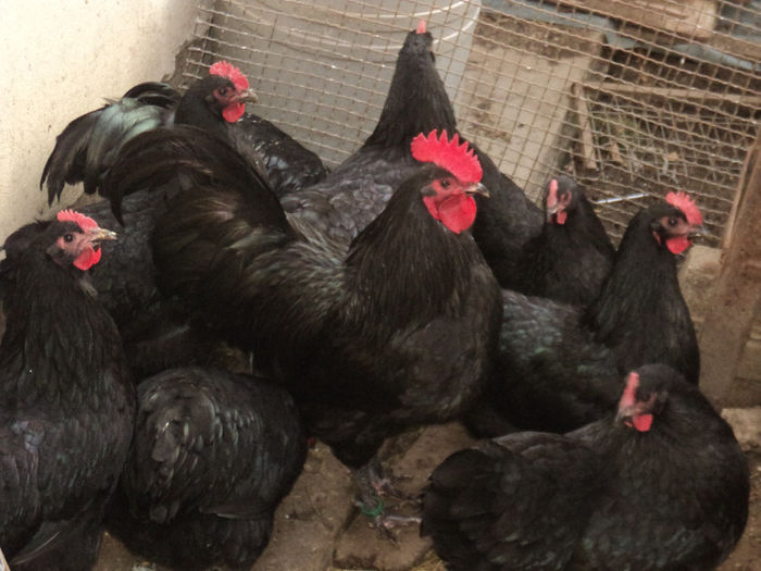 DSC02183 - AUSTRALORP NEGRU 2015