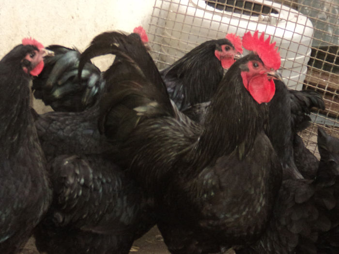 DSC02184 - AUSTRALORP NEGRU 2015