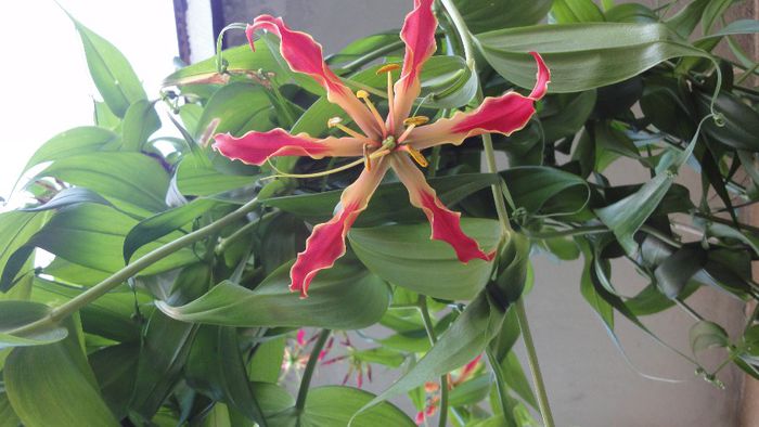 Gloriosa rotschildiana - Gloriosa 2013-2014-2015-2016-2017