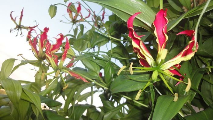 Gloriosa rotschildiana