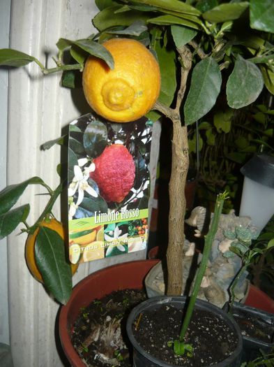 P1100222 - plantele mele