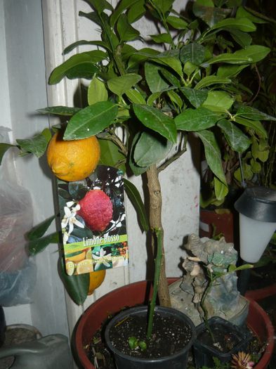 P1100221 - plantele mele