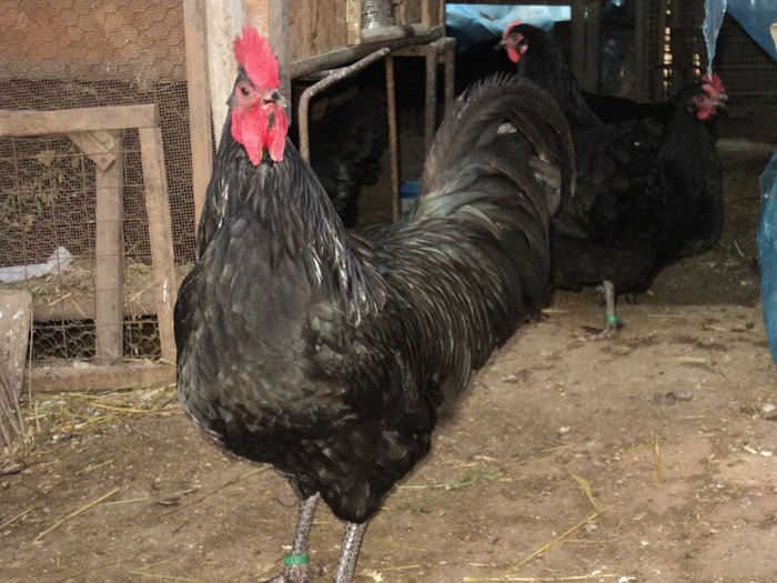 DSC02202 - AUSTRALORP NEGRU 2015