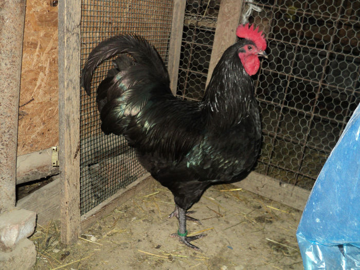 DSC02203 - AUSTRALORP NEGRU 2015