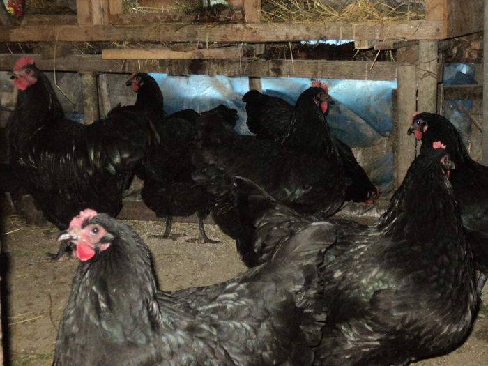 DSC02204 - AUSTRALORP NEGRU 2015