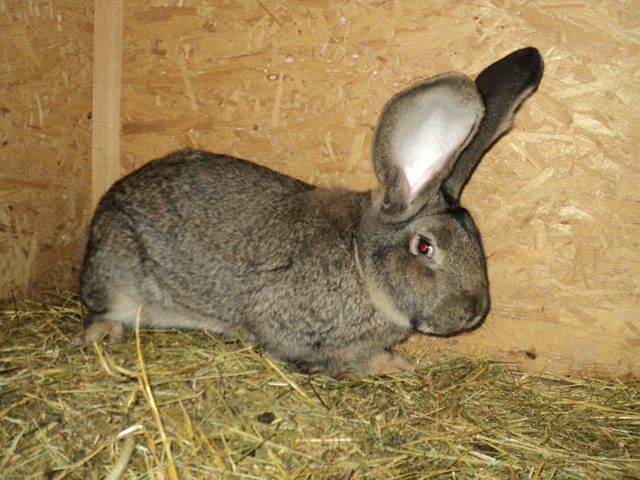 DSC02225 - ACHIZITII 2014