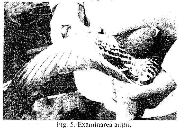 pict3 - 00000000standardul international al porumbelului voiajor