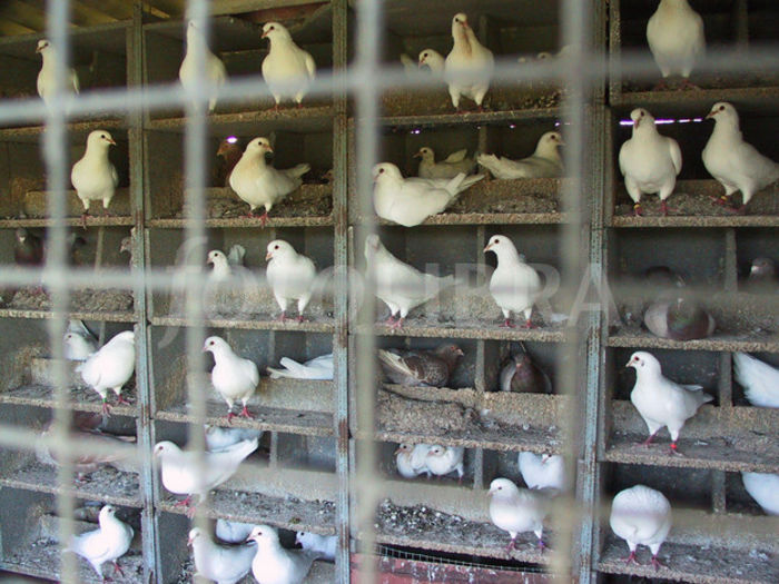 32105-pigeon-loft