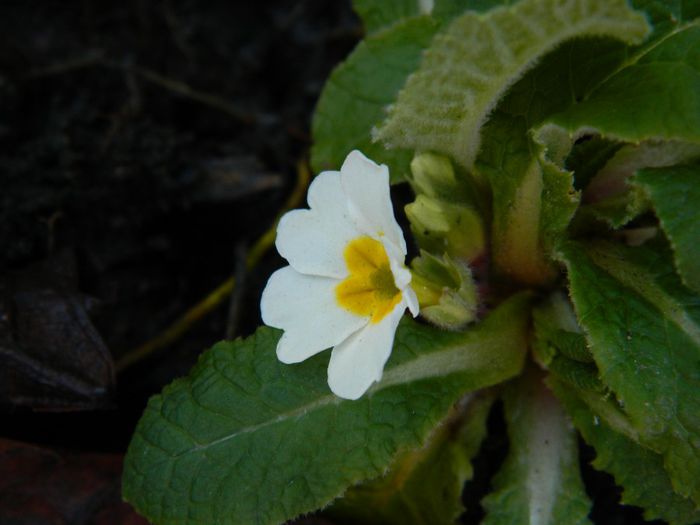 DSCN0192 - DECEMBRIE 2013