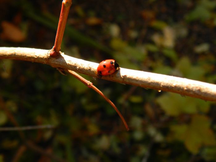 DSCN0209 - DECEMBRIE 2013