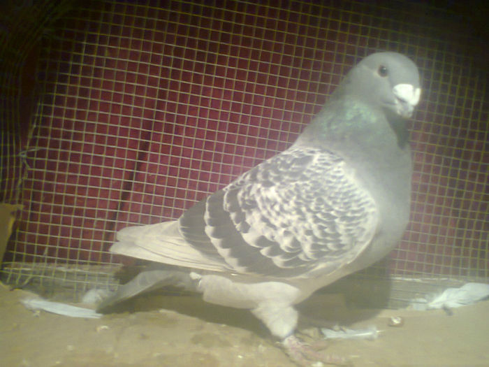 Fotografie2559; Slavnic.
