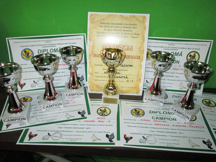 expo jud Fauna Banatului BOCSA 2013 - CUPE SI DIPLOME OBTINUTE