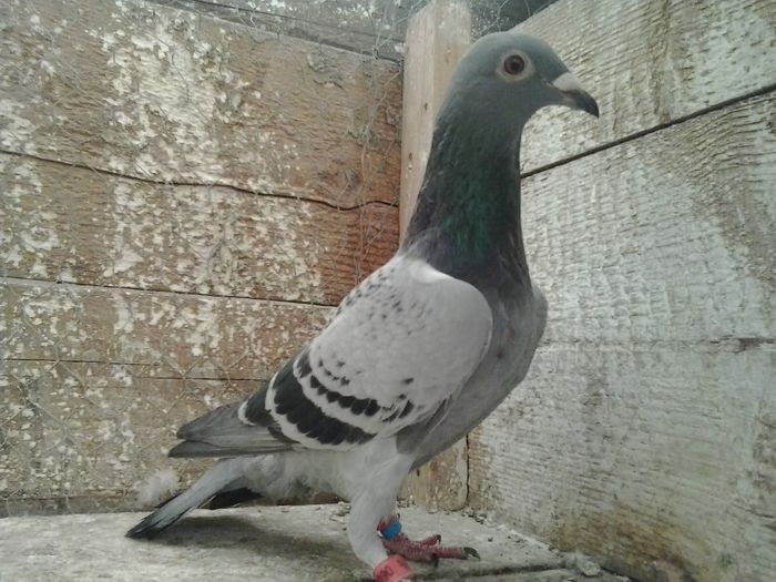 2013-12-27 13.03.45 - Matca femele