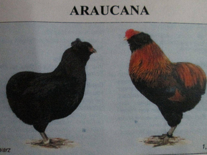 IMG_0941 - STANDARD  ARAUCANA