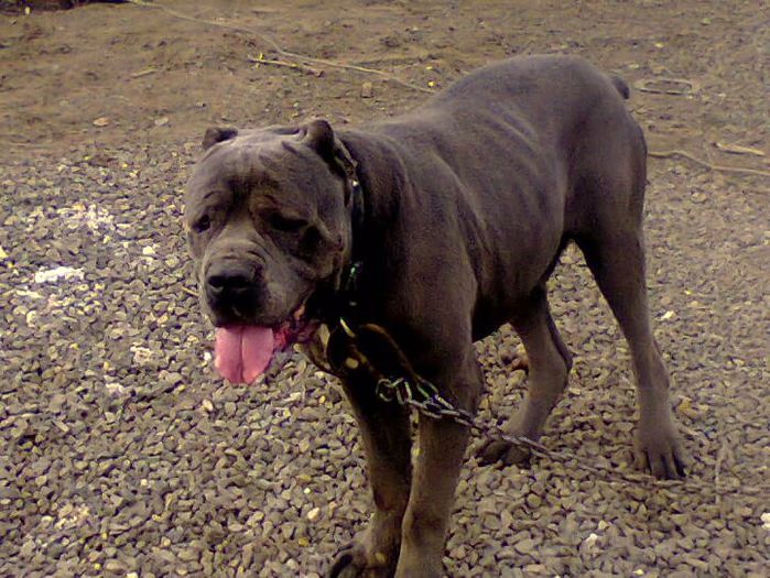 Fotografie0147_001; mascul cane corso
