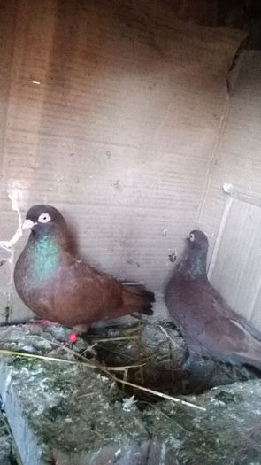 WP_20131226_15_34_01_SmartShoot