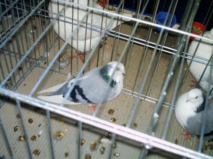 2007 - A-Amintiri 2004-2008