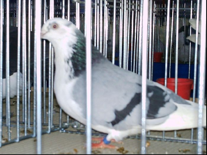 2007 - A-Amintiri 2004-2008