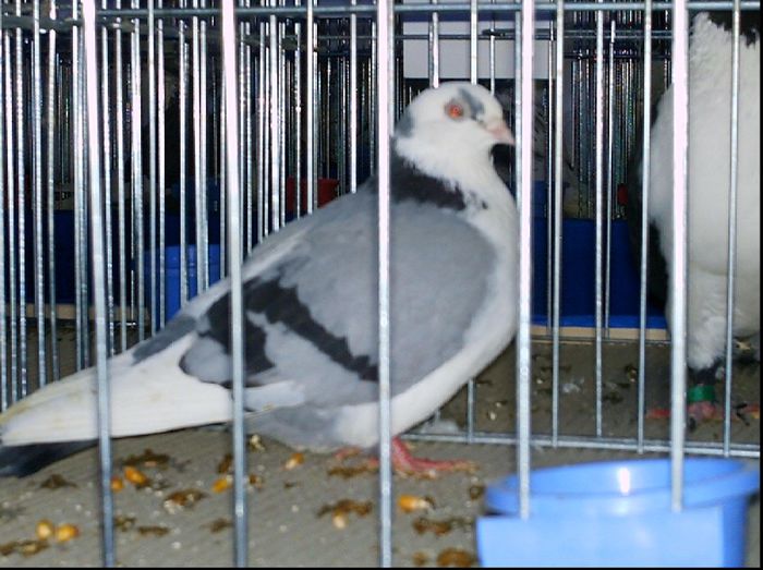 2007 - A-Amintiri 2004-2008
