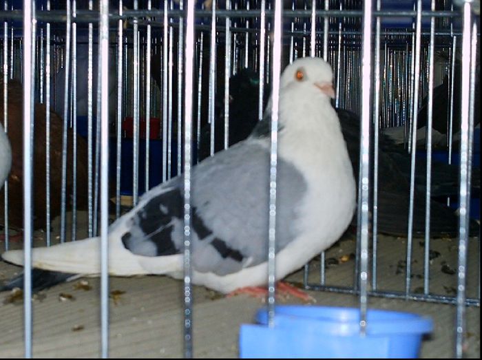 2007 - A-Amintiri 2004-2008
