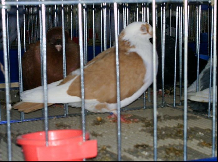 2007 - A-Amintiri 2004-2008