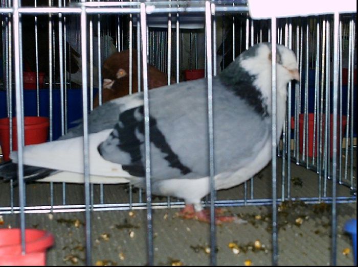 2007 - A-Amintiri 2004-2008
