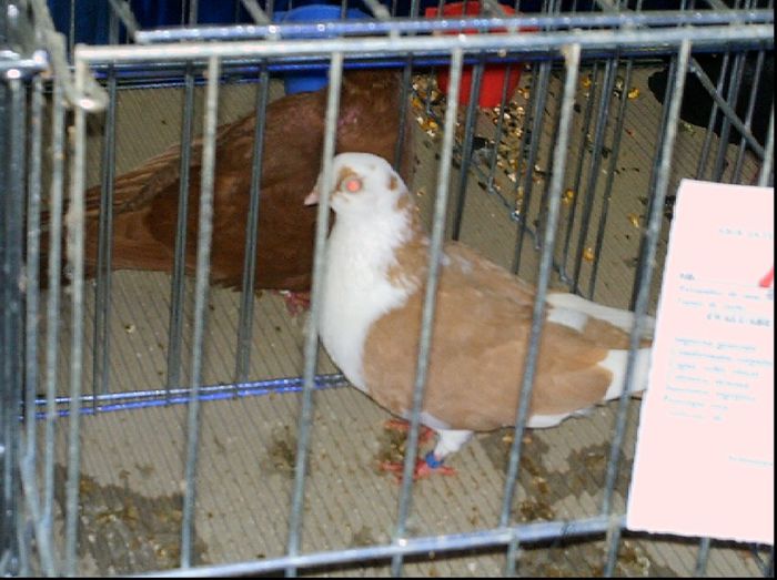2007 - A-Amintiri 2004-2008