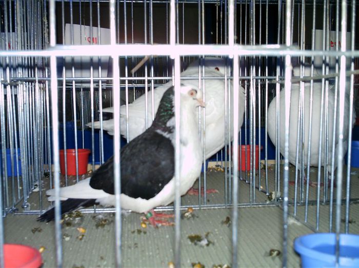2007 - A-Amintiri 2004-2008