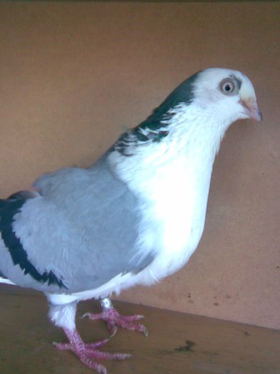 2008 - A-Amintiri 2004-2008