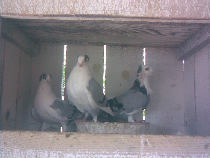 MOTATII BATRANI 2008