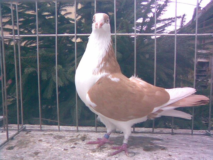 SUPRAVIETUITORU 2008