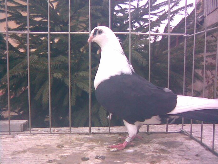 2008 - A-Amintiri 2004-2008